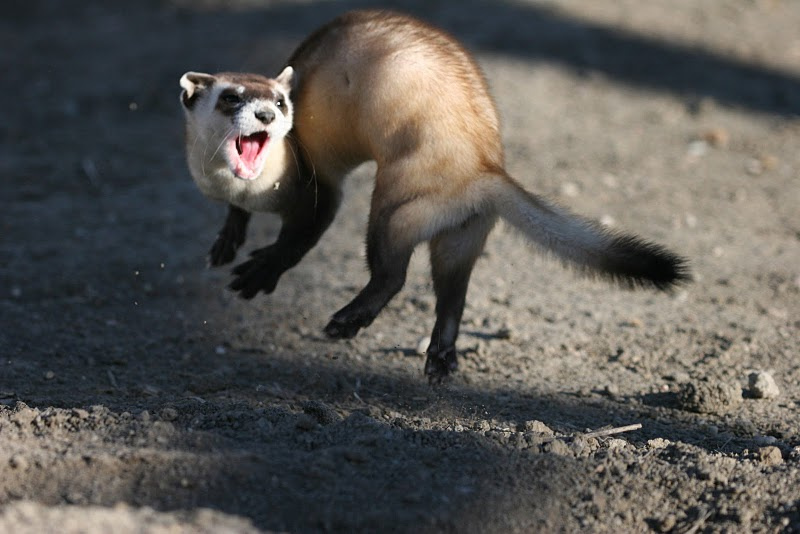 Feral Ferret